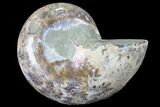 Thick Ammonite (Anapuzosia) Fossil Half #88047-1